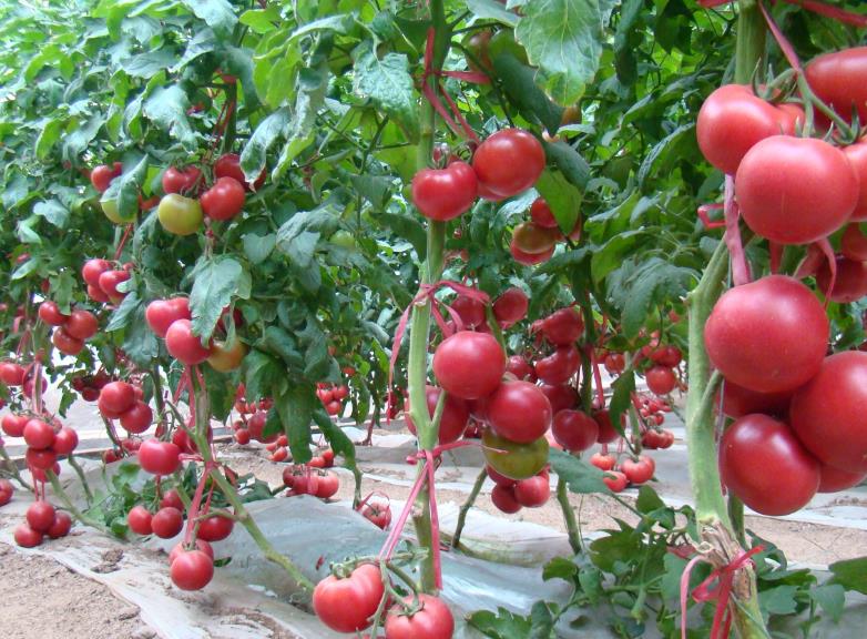 西红柿种植使用效果